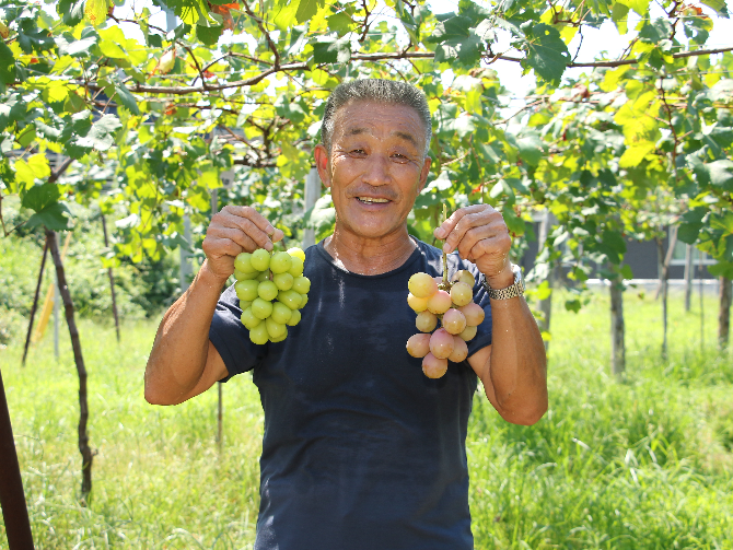 シュシュブドウ園