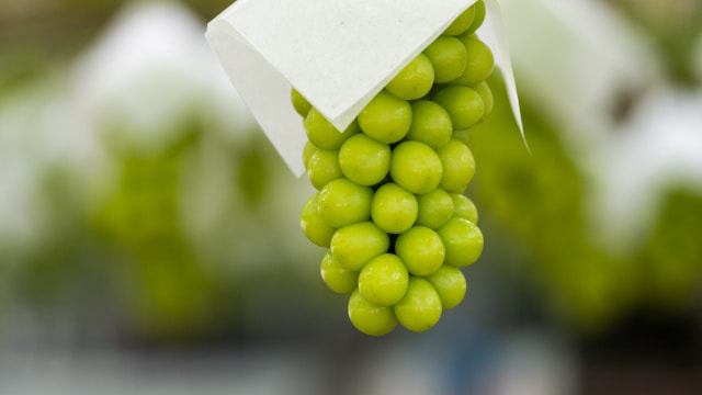 シュシュブドウ園