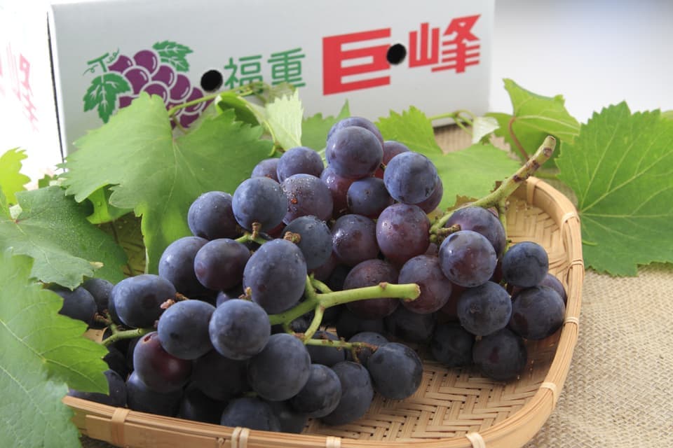 シュシュブドウ園