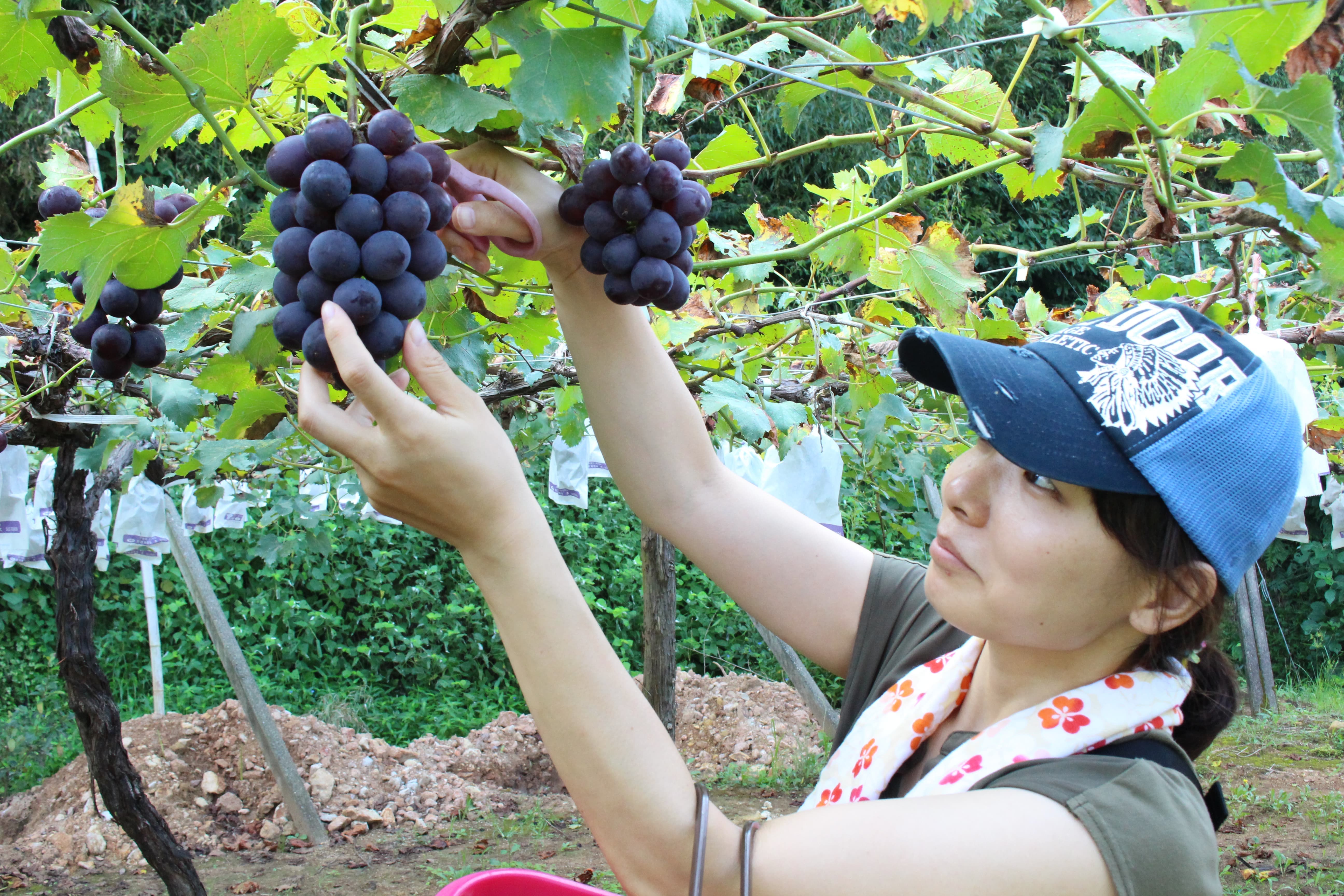 ぶどう狩り体験